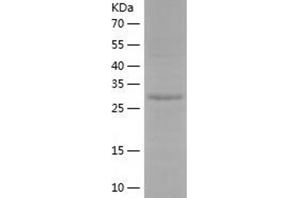 Syntaxin 4 Protein (STX4) (AA 1-275) (His tag)