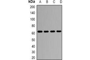 Western blot analysis of Kv9. (KCNS3 antibody)