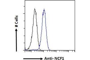 ABIN184583 Flow cytometric analysis of paraformaldehyde fixed HeLa cells (blue line), permeabilized with 0. (NCF1 antibody  (C-Term))