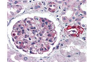 Anti-GPR150 antibody IHC of human kidney. (GPR150 antibody  (C-Term))