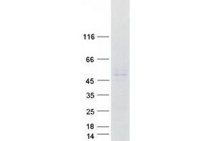Western Blotting (WB) image for WD Repeat and SOCS Box Containing 1 (WSB1) (Transcript Variant 1) protein (Myc-DYKDDDDK Tag) (ABIN2712401)
