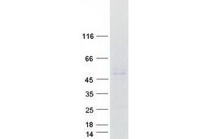 Validation with Western Blot (WSB1 Protein (Transcript Variant 1) (Myc-DYKDDDDK Tag))