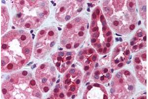Human Kidney (formalin-fixed, paraffin-embedded) stained with DNMT1 antibody ABIN290479 at 2. (DNMT1 antibody  (AA 177-550))