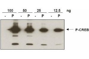 Anti-CREB pS133 was used to detect phosphorylated CREB by immunoblot. (CREB1 antibody  (pSer133))