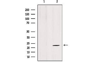 Western blot analysis of extracts from 3T3, using ARL8B antibody.