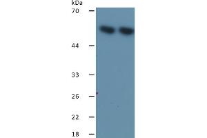 Rabbit Detection antibody from the kit in WB with Positive Control: Sample Lane1: Human A549 Cells; Lane2: Human MCF-7 Cells. (HSPD1 ELISA Kit)