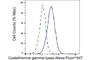 Validation of Cystathionine gamma-lyase knockdown using flow cytometry. (CTH antibody)