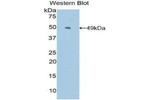 Western Blotting (WB) image for anti-Epiregulin (EREG) (AA 30-169) antibody (ABIN1858737)