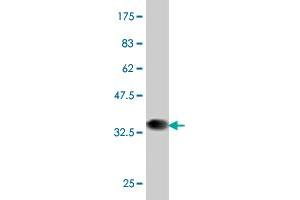 Western Blot detection against Immunogen (37. (PBX1 antibody  (AA 213-321))