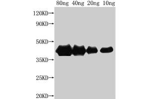 Western Blot Positive WB detected in Recombinant protein All lanes: hns antibody at 1:2500 Secondary Goat polyclonal to rabbit IgG at 1/50000 dilution Predicted band size: 38 kDa Observed band size: 40 kDa (HNS (AA 39-137) antibody)
