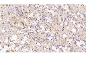 Detection of SHBG in Human Stomach Tissue using Monoclonal Antibody to Sex Hormone Binding Globulin (SHBG) (SHBG antibody  (AA 224-388))