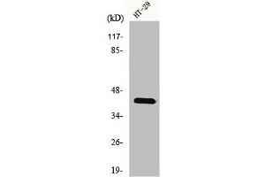 Western Blot analysis of K562 cells using GPR92 Polyclonal Antibody (LPAR5 antibody  (Internal Region))