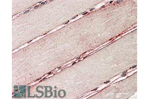 ABIN5539715 (3. (SGCD antibody  (AA 245-257))