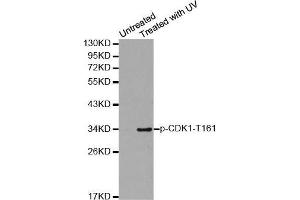 Western blot analysis of extracts from Hela cells using Phospho-CDK1-T161 antibody. (CDK1 antibody  (pThr161))