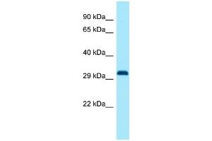 Host: Rabbit Target Name: Dlx1 Antibody Dilution: 1. (DLX1 antibody  (C-Term))