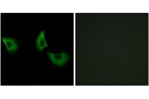 Immunofluorescence analysis of A549 cells, using EFEMP2 Antibody. (FBLN4 antibody  (AA 91-140))