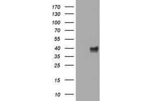 Image no. 3 for anti-Wingless-Type MMTV Integration Site Family, Member 3 (WNT3) (AA 128-355) antibody (ABIN1490900) (WNT3 antibody  (AA 128-355))