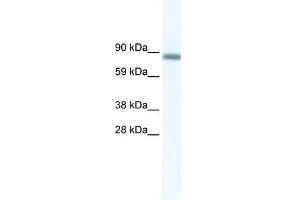 GATAD2A antibody (20R-1164) used at 0. (GATAD2A antibody  (N-Term))