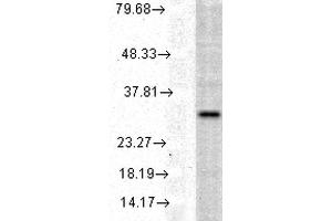 Western blot analysis of Human Cell line lysates showing detection of HO-1 protein using Rabbit Anti-HO-1 Polyclonal Antibody . (HMOX1 antibody  (Atto 594))