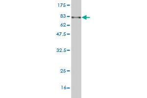 Western Blot detection against Immunogen (82. (ARHGEF5 antibody  (AA 1-519))