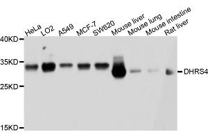 Western blot analysis of extracts of various cell lines, using DHRS4 antibody (ABIN4903479) at 1:1000 dilution. (DHRS4 antibody)