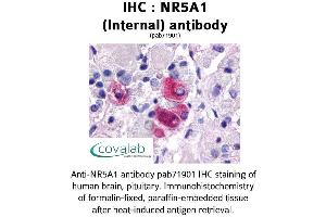 Image no. 1 for anti-Nuclear Receptor Subfamily 5, Group A, Member 1 (NR5A1) (Internal Region) antibody (ABIN1737514)
