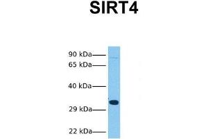 Host:  Rabbit  Target Name:  SIRT4  Sample Tissue:  Human HepG2  Antibody Dilution:  1. (SIRT4 antibody  (N-Term))