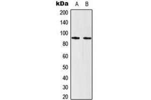 Western blot analysis of STAT5 expression in HeLa (A), Raw264. (STAT5A antibody  (C-Term))