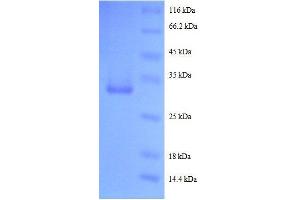 SDS-PAGE (SDS) image for Epidermal Growth Factor (EGF) (AA 977-1023) protein (GST tag) (ABIN1047548) (EGF Protein (AA 977-1023) (GST tag))