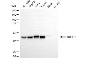 Western blotting analysis using UQCRC1 antibody (ABIN7800702).