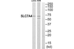 Western Blotting (WB) image for anti-Solute Carrier Family 7 (Cationic Amino Acid Transporter, Y+ System), Member 4 (SLC7A4) (C-Term) antibody (ABIN1851039) (SLC7A4 antibody  (C-Term))