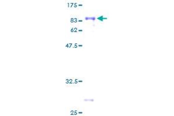 TCF7L2 Protein (AA 1-455) (GST tag)