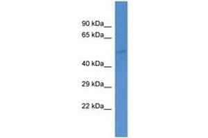 Image no. 1 for anti-gamma-aminobutyric Acid (GABA) A Receptor, alpha 5 (GABRA5) (AA 205-254) antibody (ABIN6746014)
