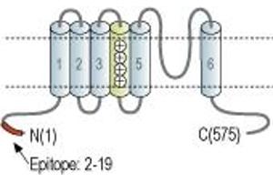 anti-Cyclic Nucleotide Gated Channel alpha 4 (CNGA4) (AA 2-19), (Intracellular), (N-Term) antibody
