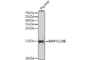 Western blot analysis of extracts of pig liver, using MAP1LC3B antibody. (LC3B antibody)