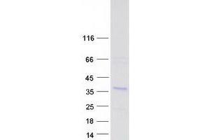 Validation with Western Blot (CHORDC1 Protein (Transcript Variant 2) (Myc-DYKDDDDK Tag))