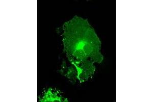 Image no. 2 for anti-Fc Fragment of IgG, Low Affinity IIa, Receptor (CD32) (FCGR2A) antibody (ABIN1497261) (FCGR2A antibody)