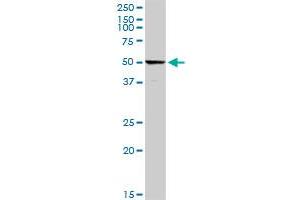 C4BPA MaxPab rabbit polyclonal antibody. (C4BPA antibody  (AA 1-597))