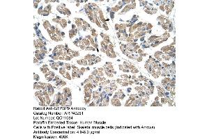 Rabbit Anti-GTPBP9 Antibody  Paraffin Embedded Tissue: Human Muscle Cellular Data: Skeletal muscle cells Antibody Concentration: 4. (OLA1 antibody  (N-Term))