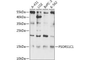 Western blot analysis of extracts of various cell lines, using PSORS1C1 antibody (ABIN7269742) at 1:1000 dilution. (PSORS1C1 antibody)