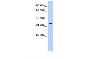 Image no. 1 for anti-Neutrophil Cytosolic Factor 4, 40kDa (NCF4) (AA 51-100) antibody (ABIN6738194)