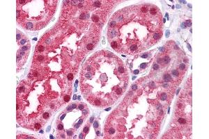 Immunohistochemistry (IHC) image for anti-Bone Morphogenetic Protein 7 (BMP7) (N-Term) antibody (ABIN2779568) (BMP7 antibody  (N-Term))