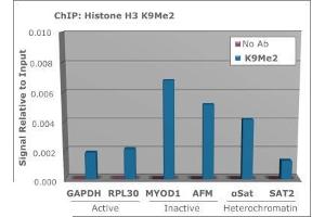 Chromatin Immunoprecipitation of Histone H3 [Dimethyl Lys9] Antibody. (Histone 3 antibody  (H3K9me2))