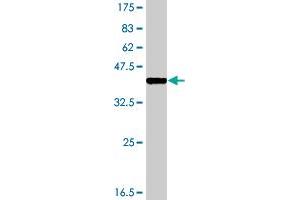 Western Blot detection against Immunogen (38. (RIPK1 antibody  (AA 562-671))