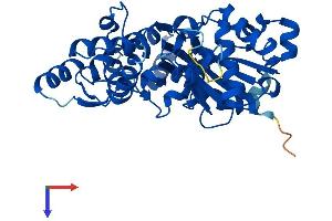 Actin, beta-Like 2 (ACTBL2) (AA 1-376) protein (His tag)