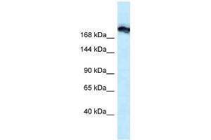 Western Blot showing Tjp1 antibody used at a concentration of 1. (TJP1 antibody  (N-Term))