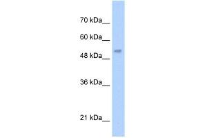 WB Suggested Anti-LCAT Antibody Titration:  5. (LCAT antibody  (N-Term))