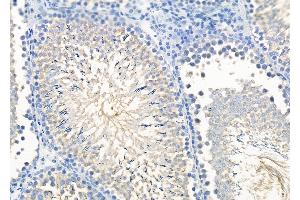 ABIN6264553 and ABIN6279706 at 1/100 staining Rat testis tissue by IHC-P. (RAB11FIP1 antibody  (N-Term))