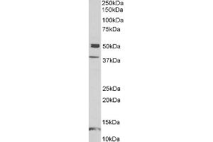 ABIN1590139 (1µg/ml) staining of Human Frontal Cortex lysate (35µg protein in RIPA buffer).