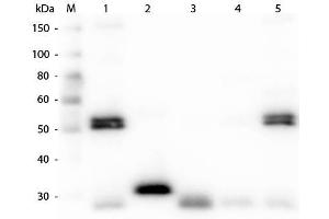 Western Blot of Anti-Rat IgG (H&L) (CHICKEN) Antibody . (Chicken anti-Rat IgG (Heavy & Light Chain) Antibody (Alkaline Phosphatase (AP)) - Preadsorbed)